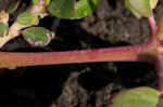 Desert horsepurslane